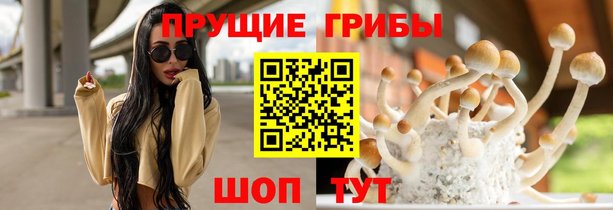 Новоалександровск  Псилоцибиновые грибы прущие грибы  Вход с VPN 